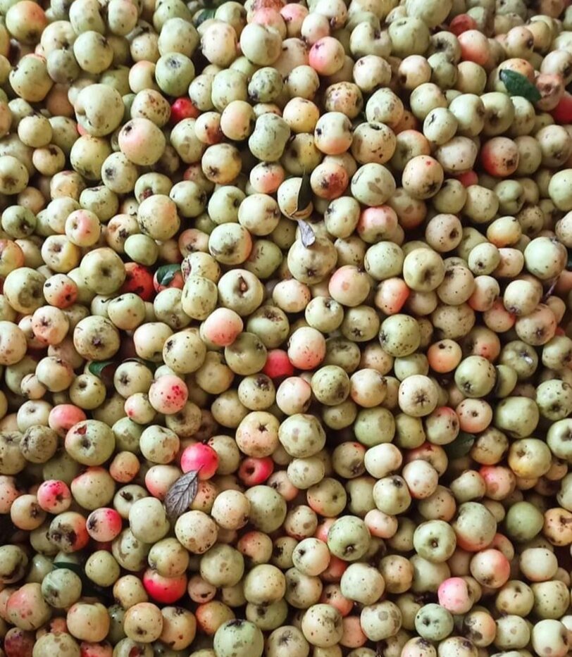 Táo mèo tươi hàng gửi tặng cho khách