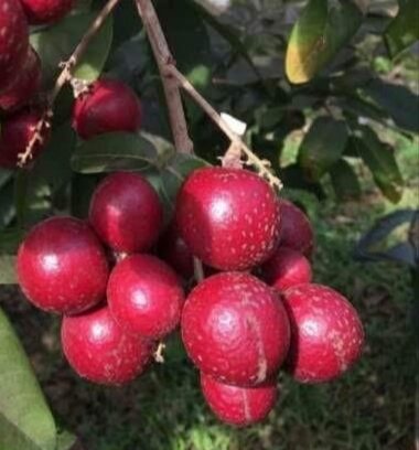 Cây Chiết Nhãn Long Tím