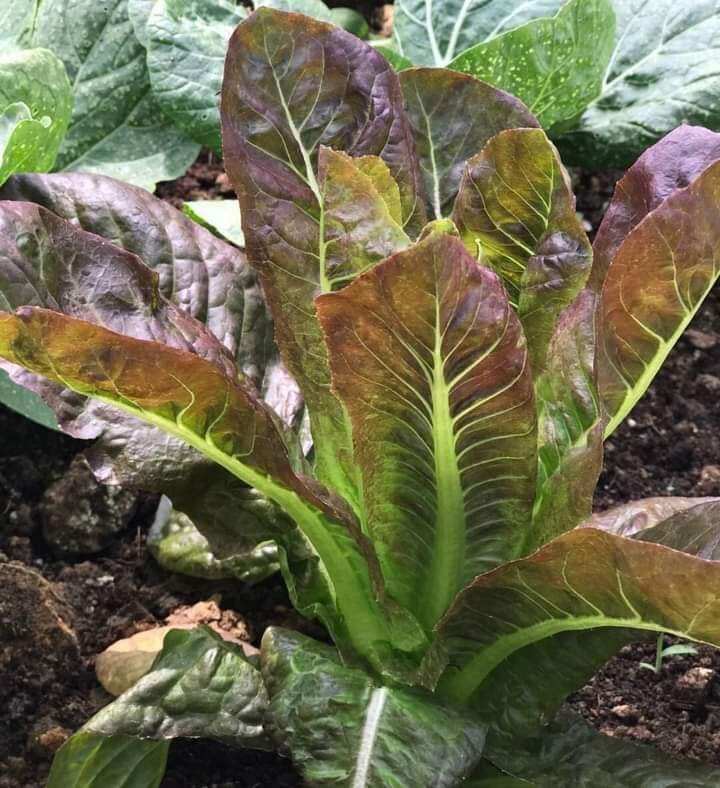 Hạt giống xà lách romaine tím