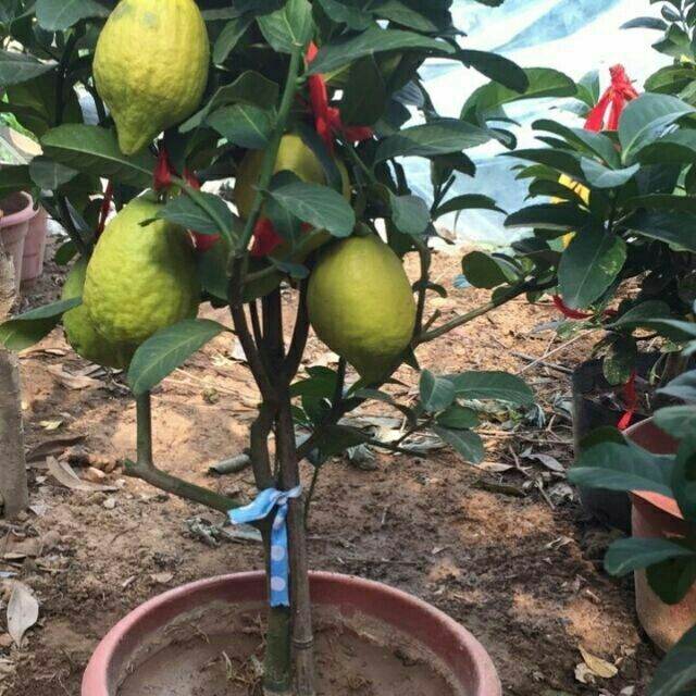 Combo 2 cây giống chanh vàng mỹ