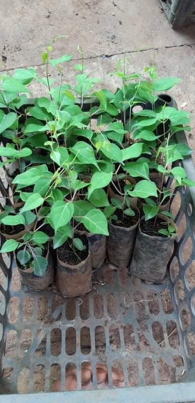 5 hạt giống cây lá giang