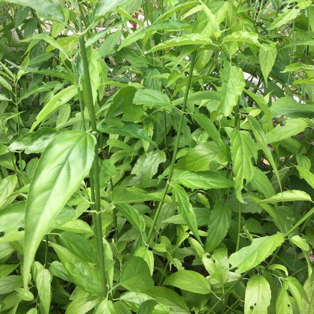 1kg cây xương khỉ khô