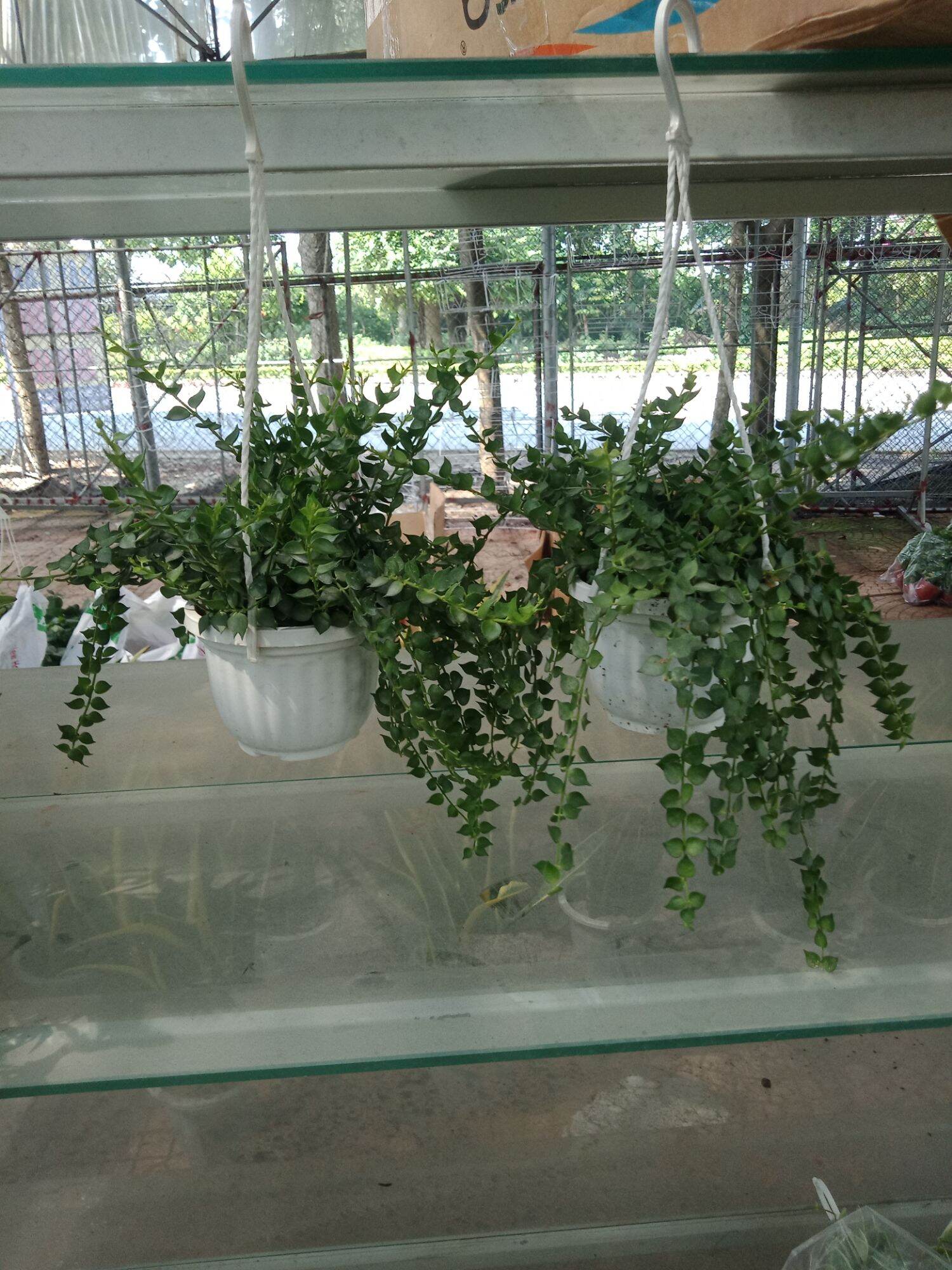cây lan tim treo chậu