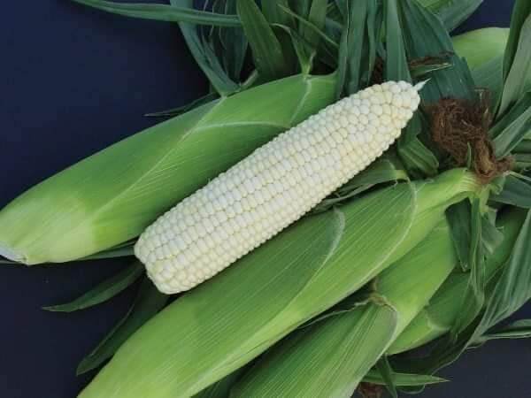500g Hạt giống bắp nếp