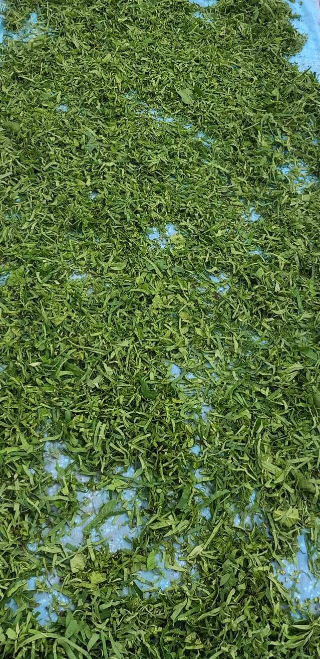 Trà lá ổi  khô nguyên lá  phơi khô (giá 1kg)