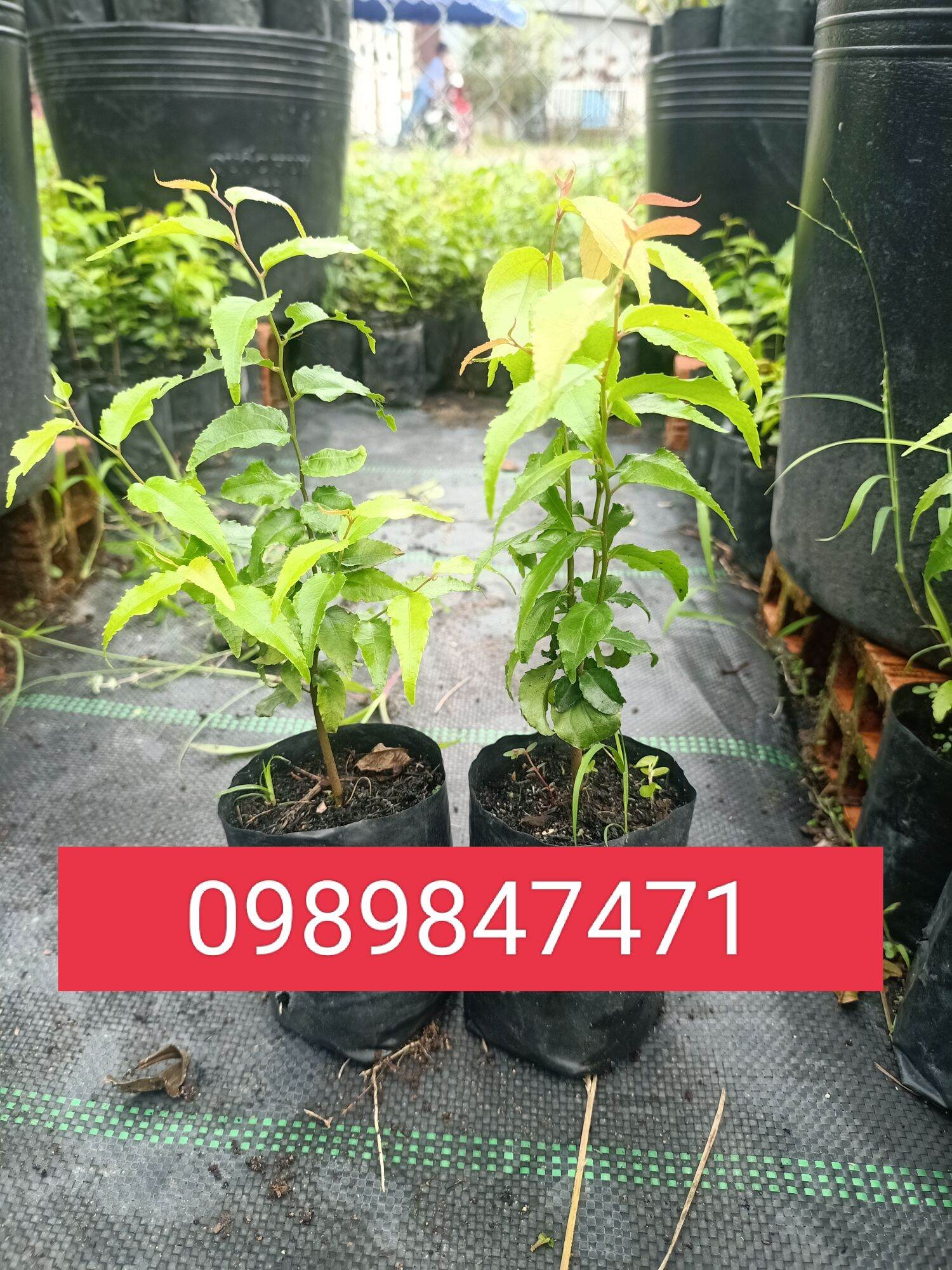 cây hồng quân giống combo 5 cây