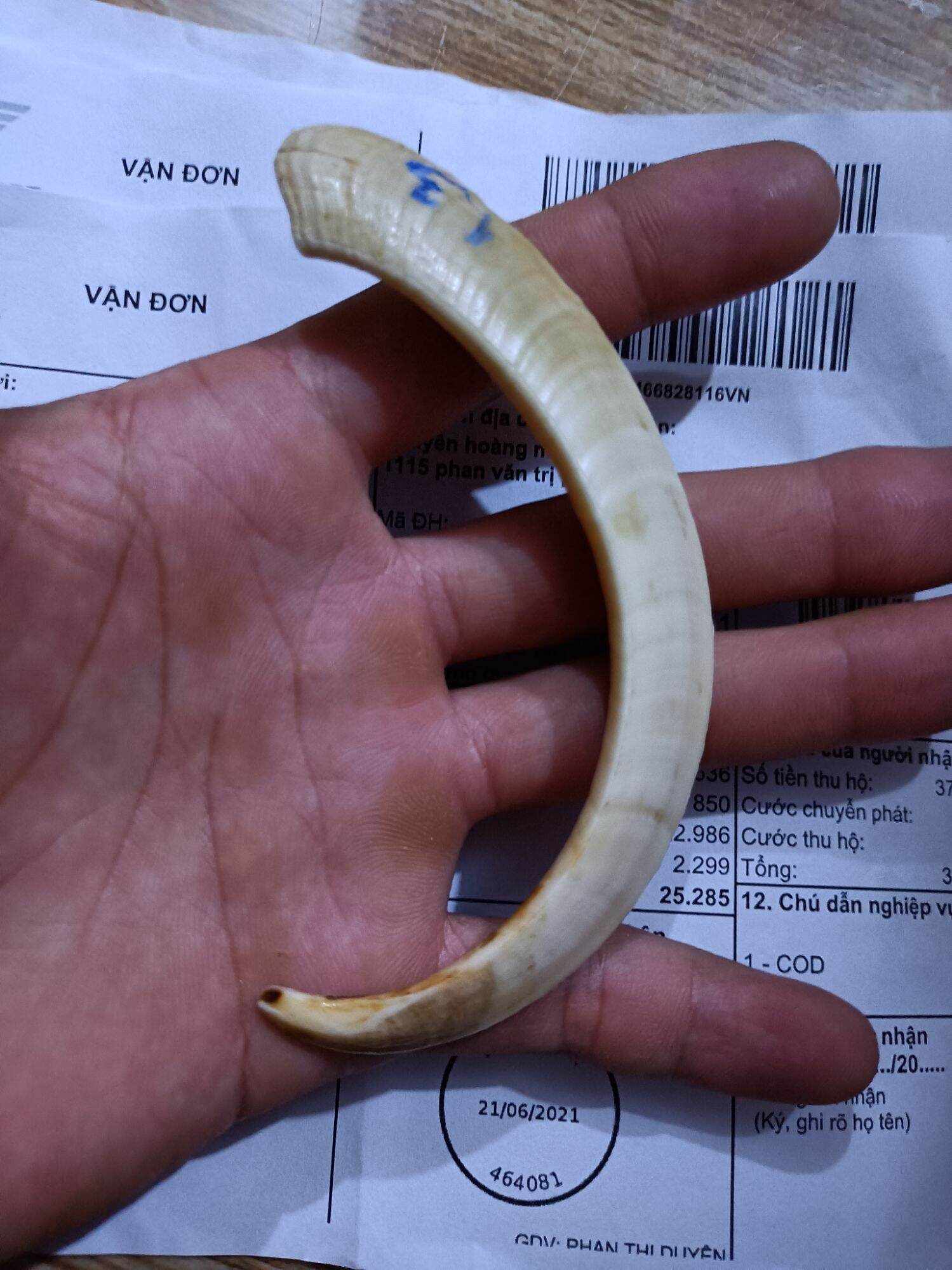 Nanh heo rừng tự nhiên