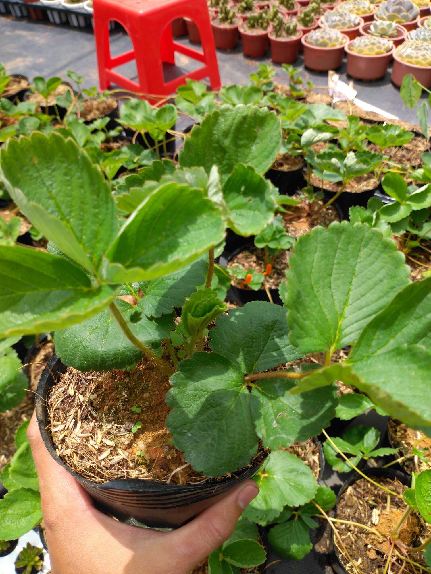 cây giống Dâu tây chịu nhiệt (15cm)