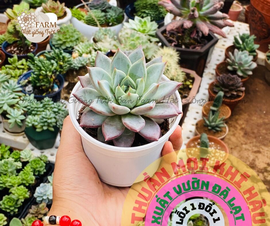 COMBO 50 LOẠI SEN TRUNG NGẪU NHIÊN KHÔNG TRÙNG NHAU 😻😻😻 |FREESHIP| XUẤT XỨ ĐÀ LẠT, ĐÃ THUẦN KHÍ HẬU, SIÊU KHOẺ ĐẸP LỖI 1 ĐỔI 1