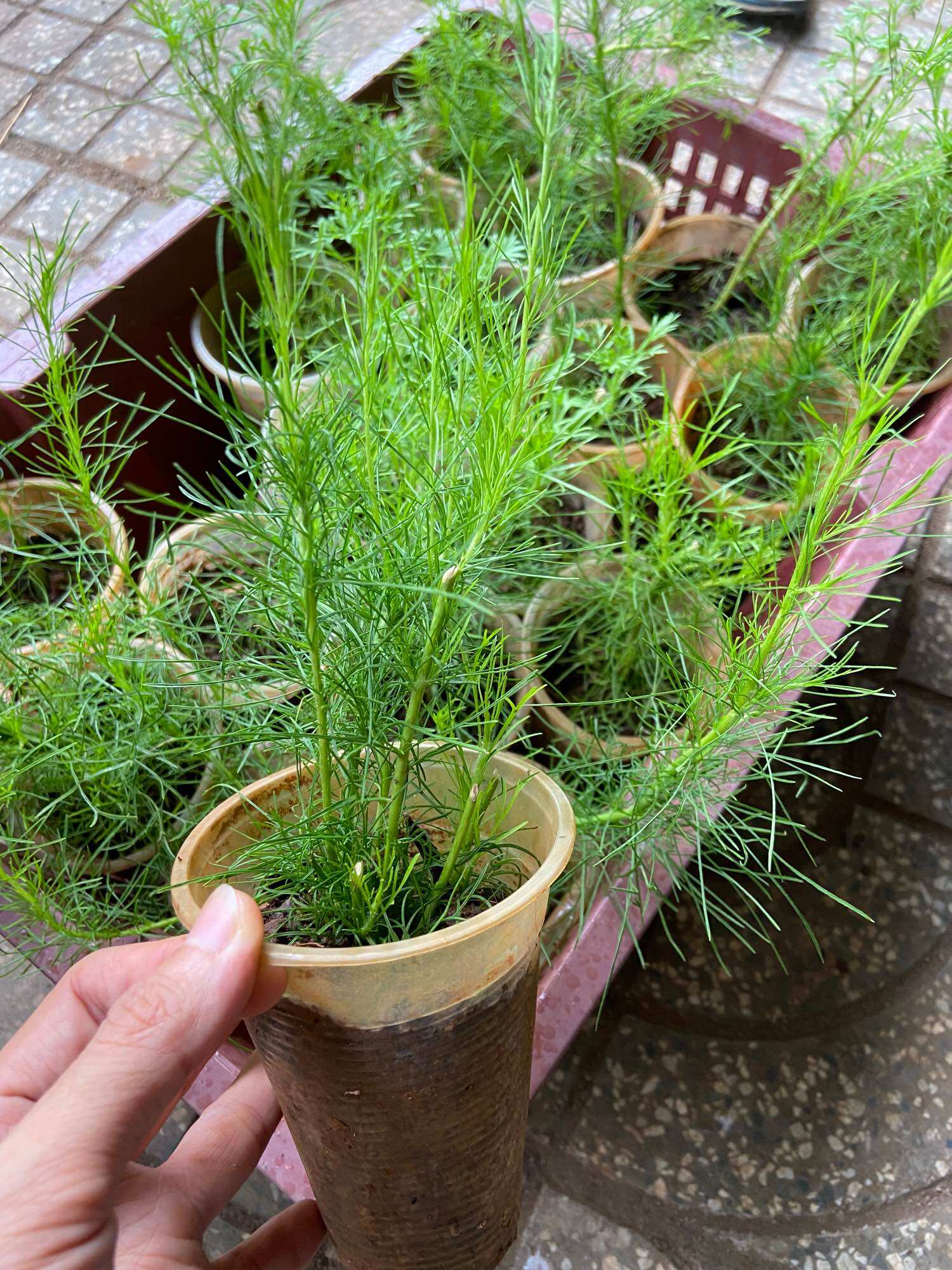 Cây giống thì là thân gỗ
