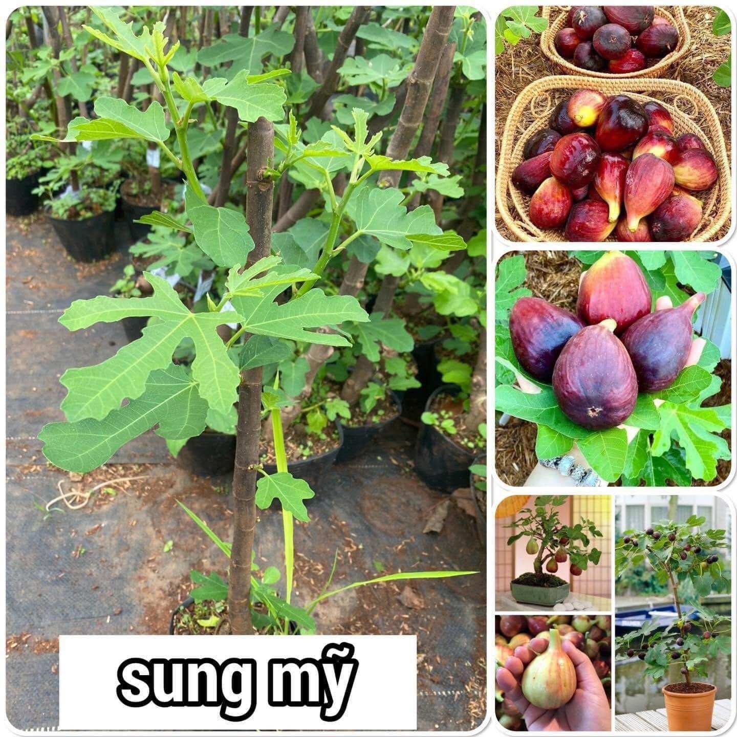 Cây giống sung mĩ