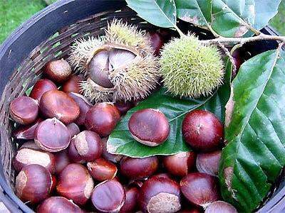 🌰Hạt dẻ tươi Đà Lạt đến mùa rồi nhé cả nhà ơi!