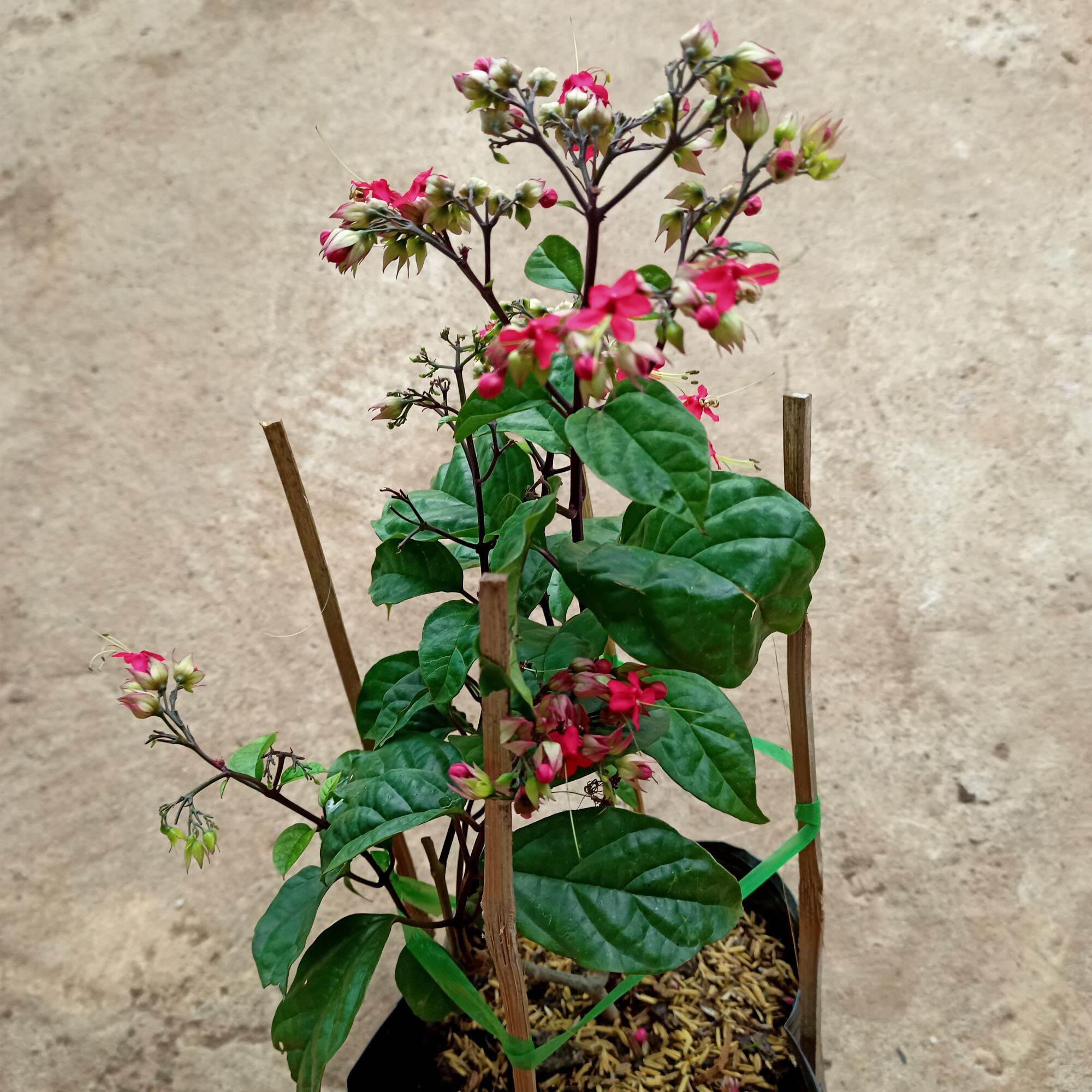 Chậu cây ngọc nữ hoa đỏ