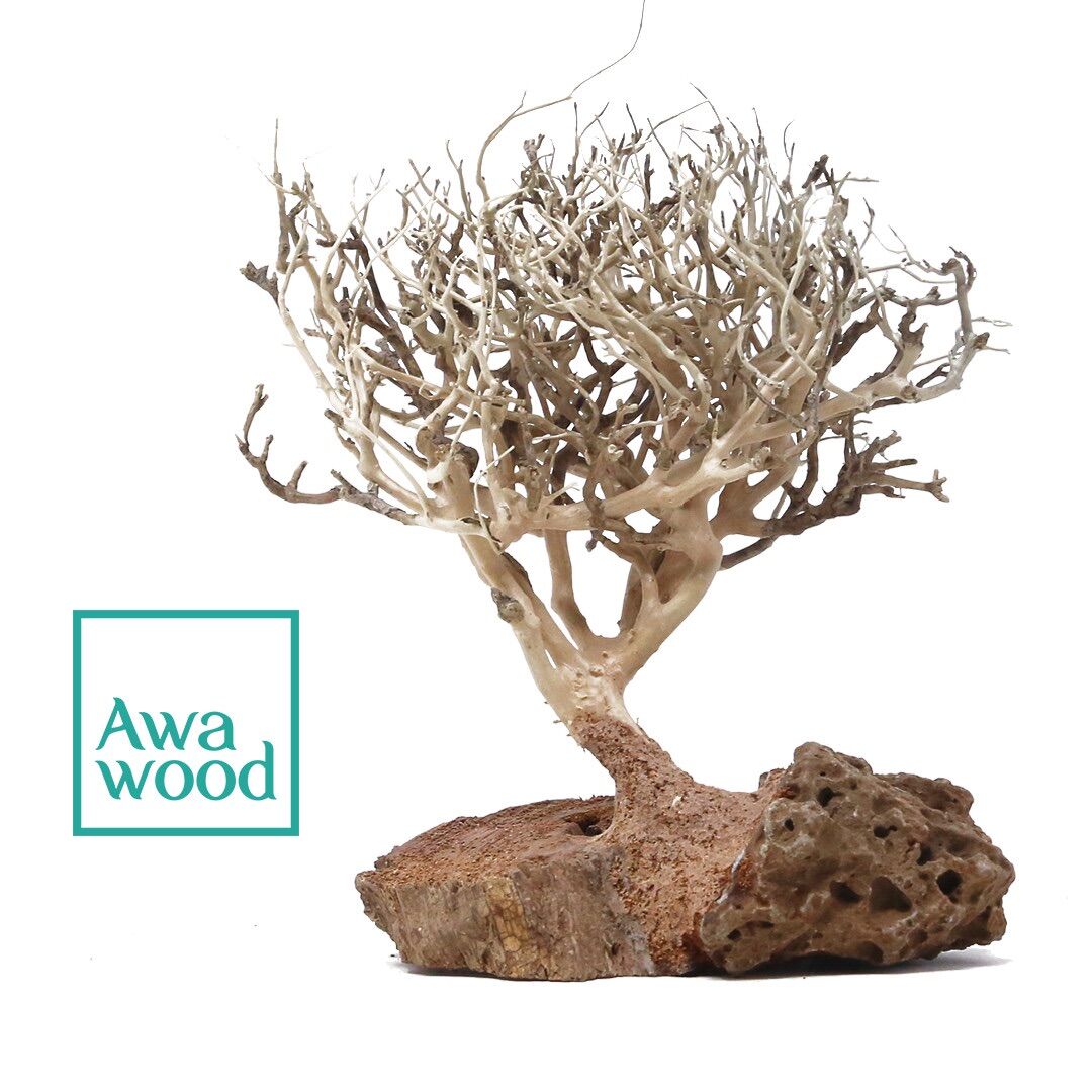 Lũa bonsai tự nhiên cao 10cm