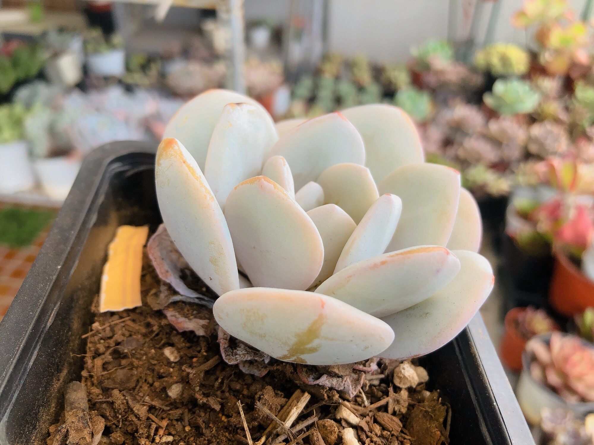 Sen đá laui tuyết size 9-10cm