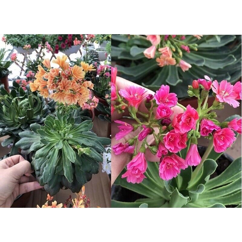 Củ hoa lộ vy sỉ 4k(set 5 củ)