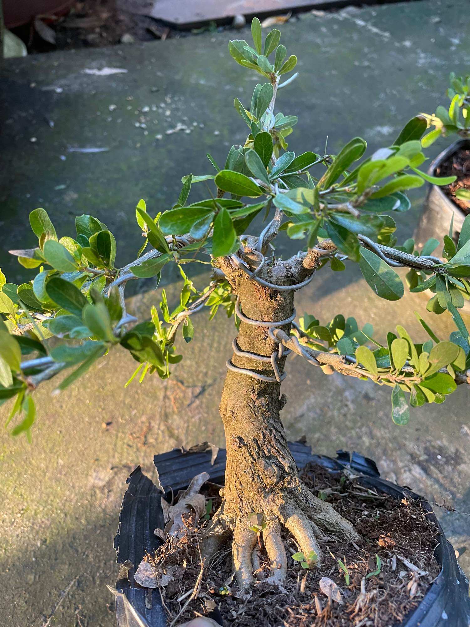[HCM]Linh sam gốc to dạng phôi bonsai