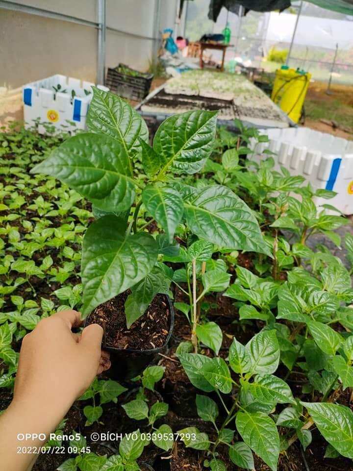 Cây ớt pêru cây giống ớt đắc nhất thế giới