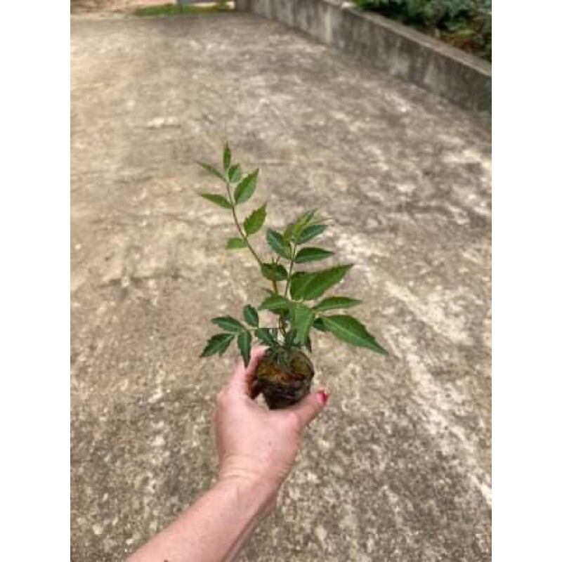 cây mẫu đơn đại đoá