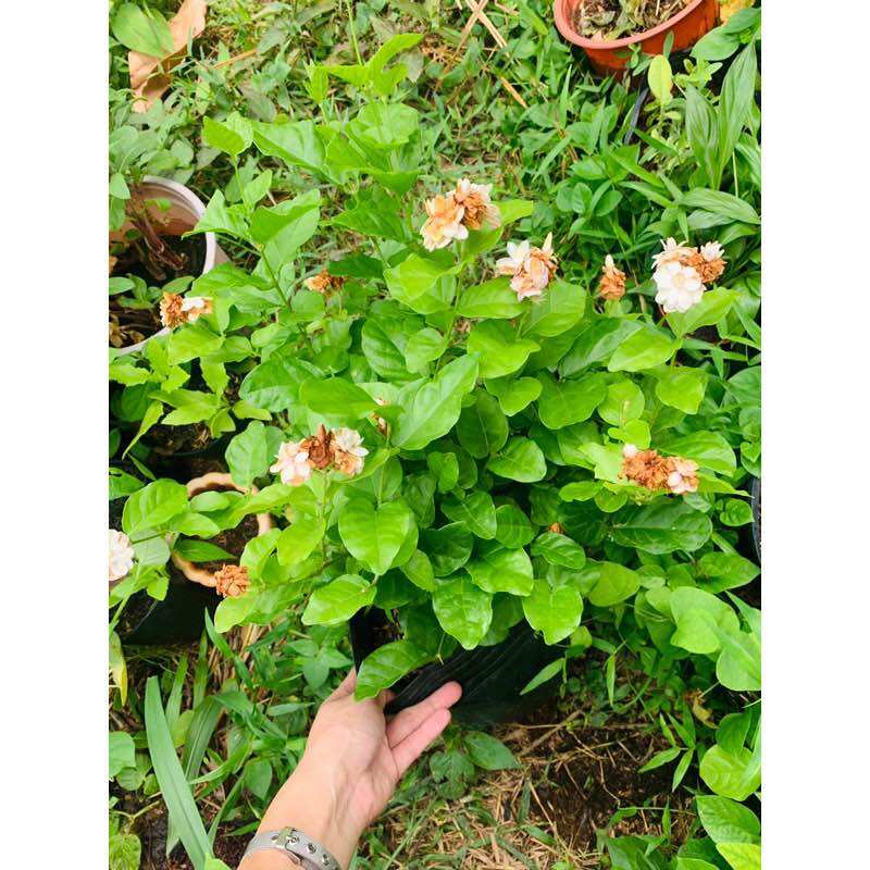 Chậu cây hoa nhài- chậu lớn