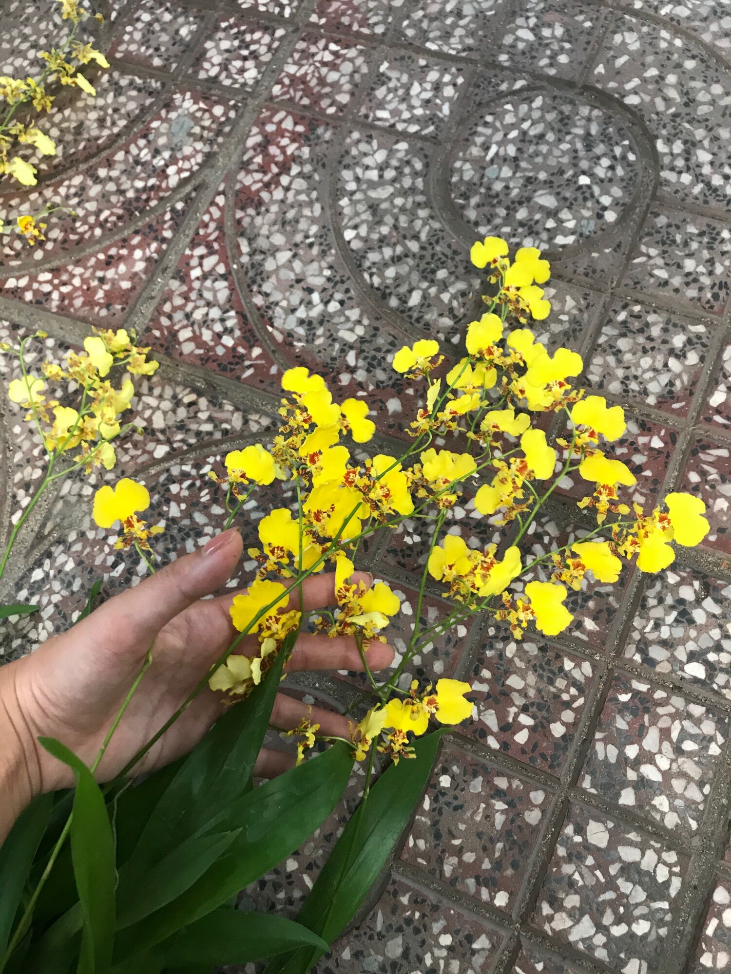 Vũ Nữ Damsay Cây Giống Siêng Hoa