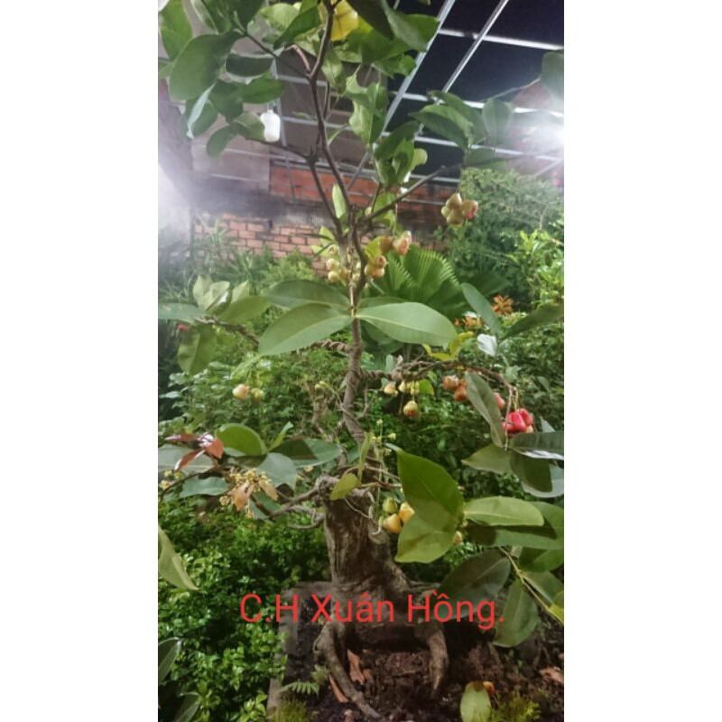 cây mận đỏ An Phước 100cm, cây đẹp