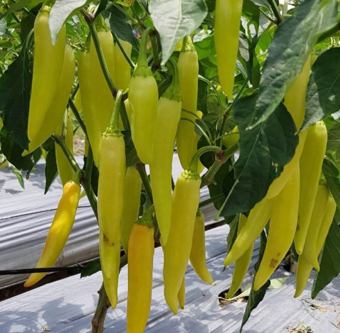 Hạt giống ớt sừng Trâu F1 (1000hạt)