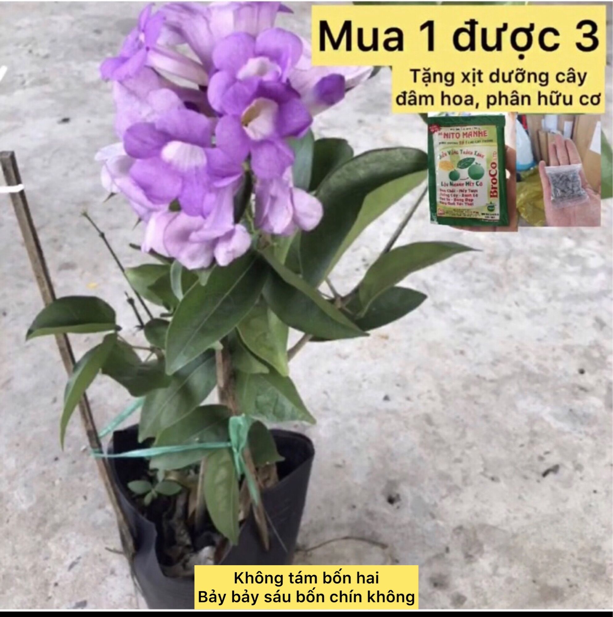 Cây lan tỏi đuổi rắn trồng hàng rào + tặng phân bón cho cây mau lớn