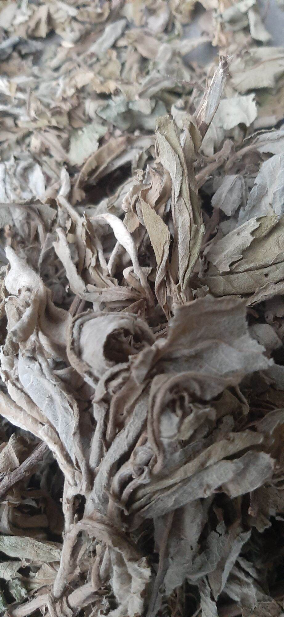 Lá cây đại bi tươi (1kg)