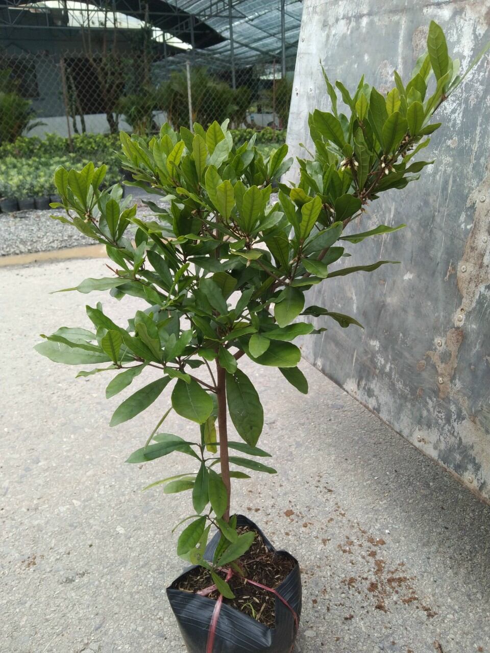 cây thần kỳ