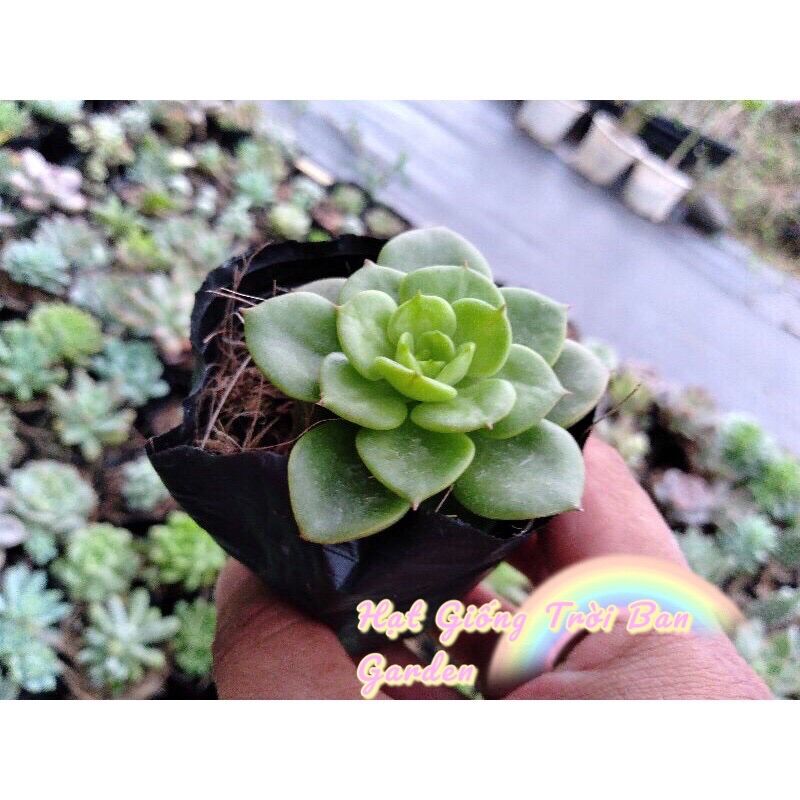 Sen Đá NuZa 💵 ĐÀ LẠT 🍄 HƯ 1 ĐỔI 1
