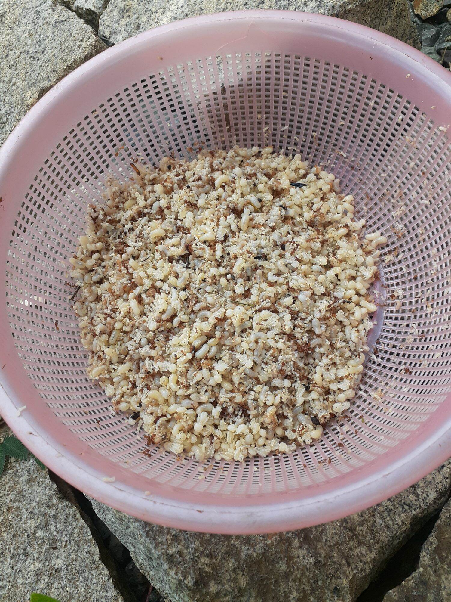 0,5 kg Trứng kiến vàng tươi (nửa kg), trứng nhỏ hay lớn tùy mùa!
