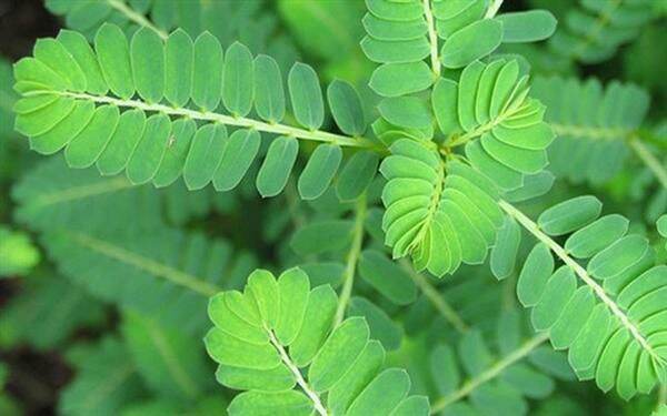 Diệp hạ châu( cây chó đẻ) 500g