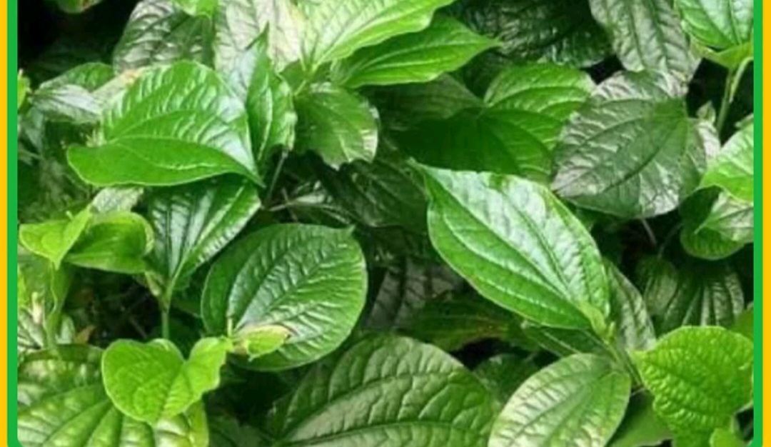 1 Ký Lá Lốt Khô ( cắt  5 đến 6cm )