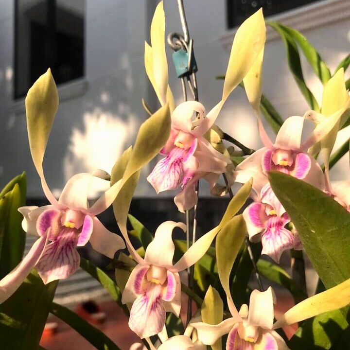(1 chậu) Hoa lan dendro nắng ta - hàng lá hoặc đang hoa