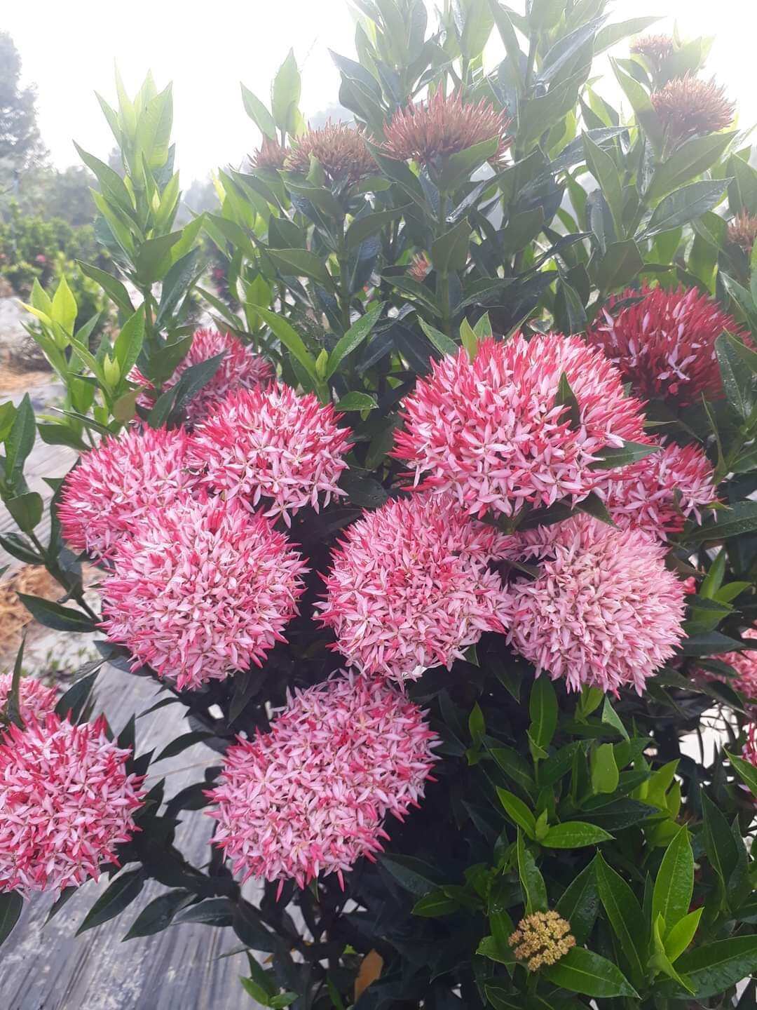 Hồng phấn lá liễu