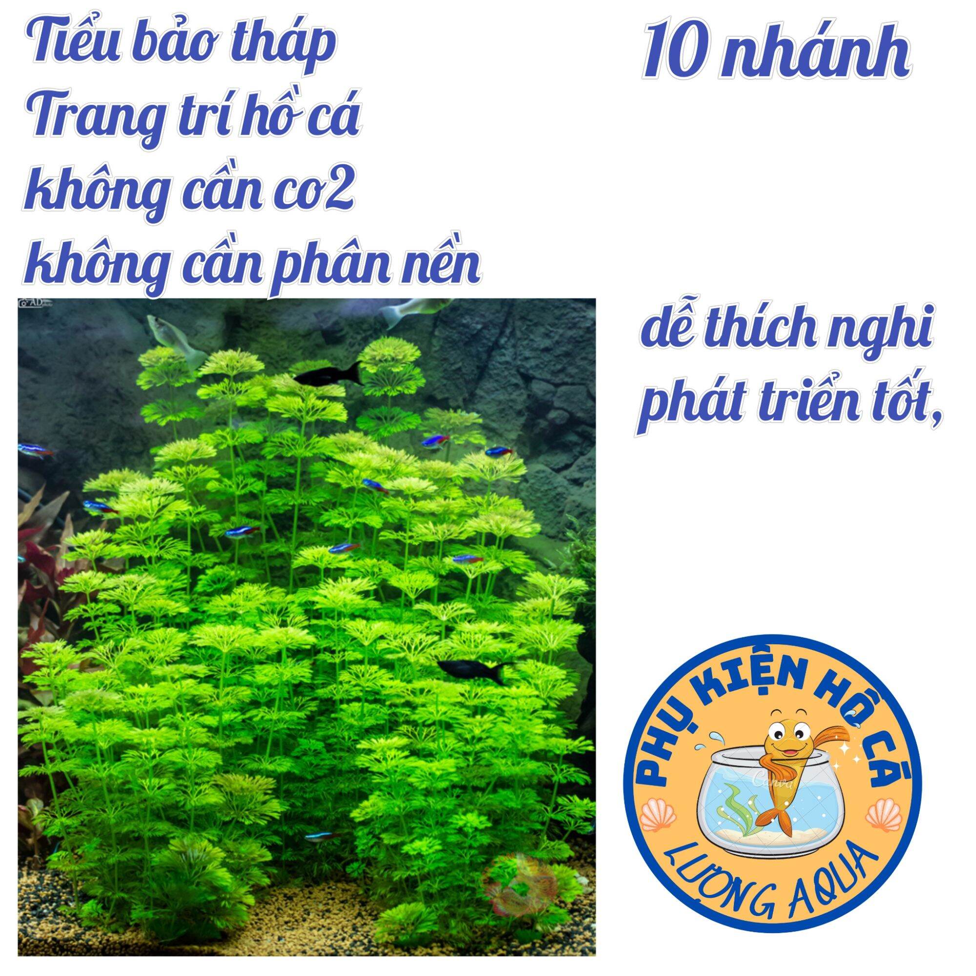 10 nhánh cây thủy sinh Tiểu bảo tháp