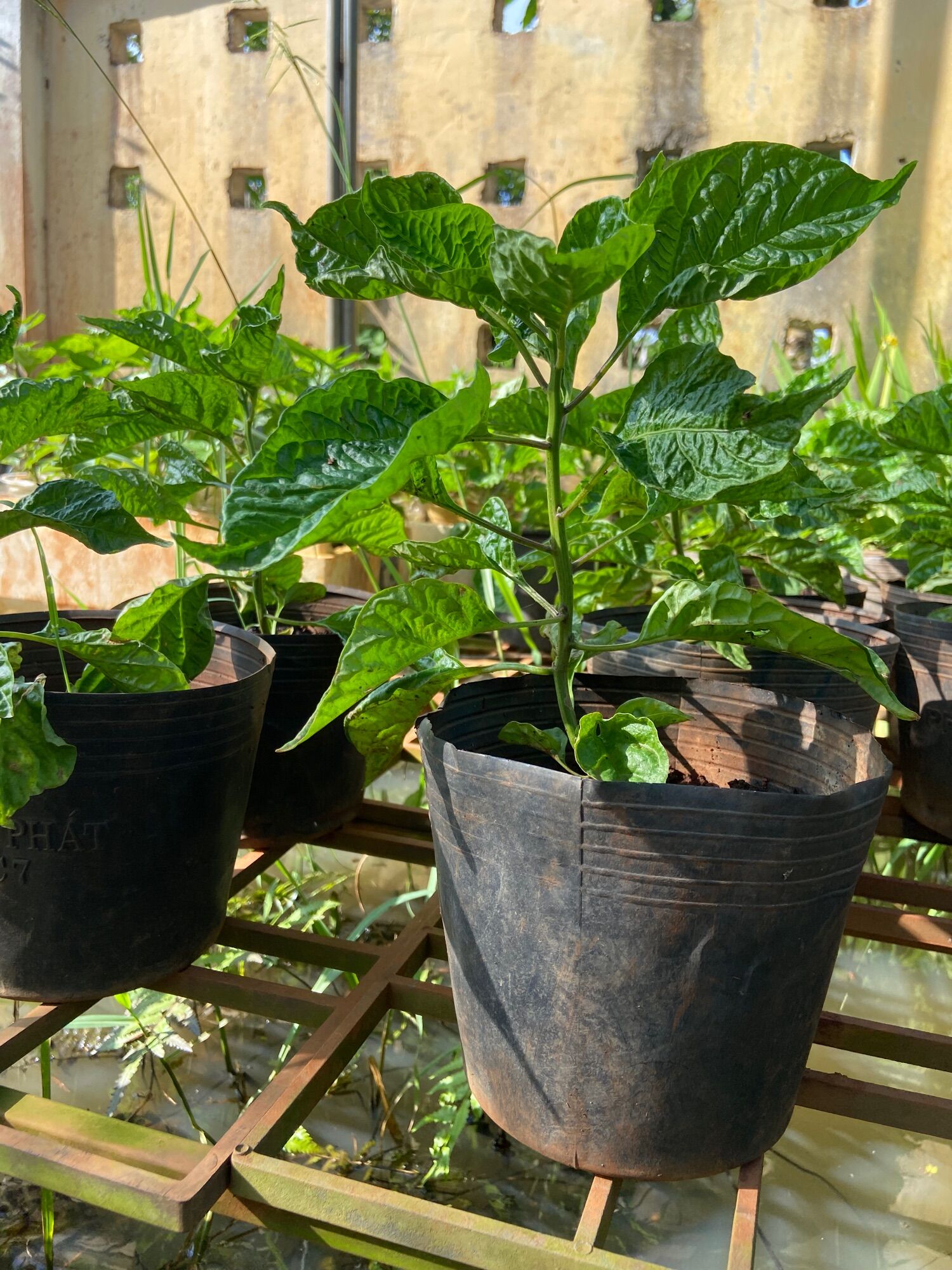 Cây Carolina reaper red, ớt cay nhất thế giới ( cây cao 20-25cm)