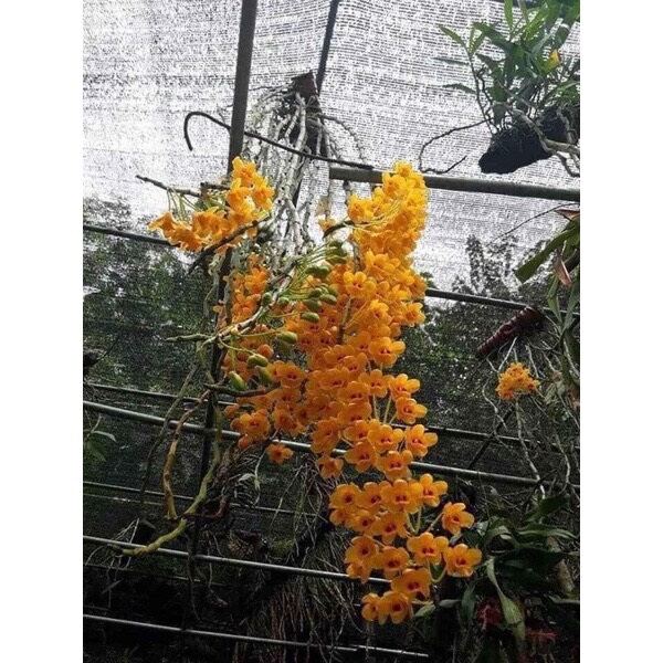 hoa lan phi điệp vàng (hàng rừng 1 bó như hình cuối)