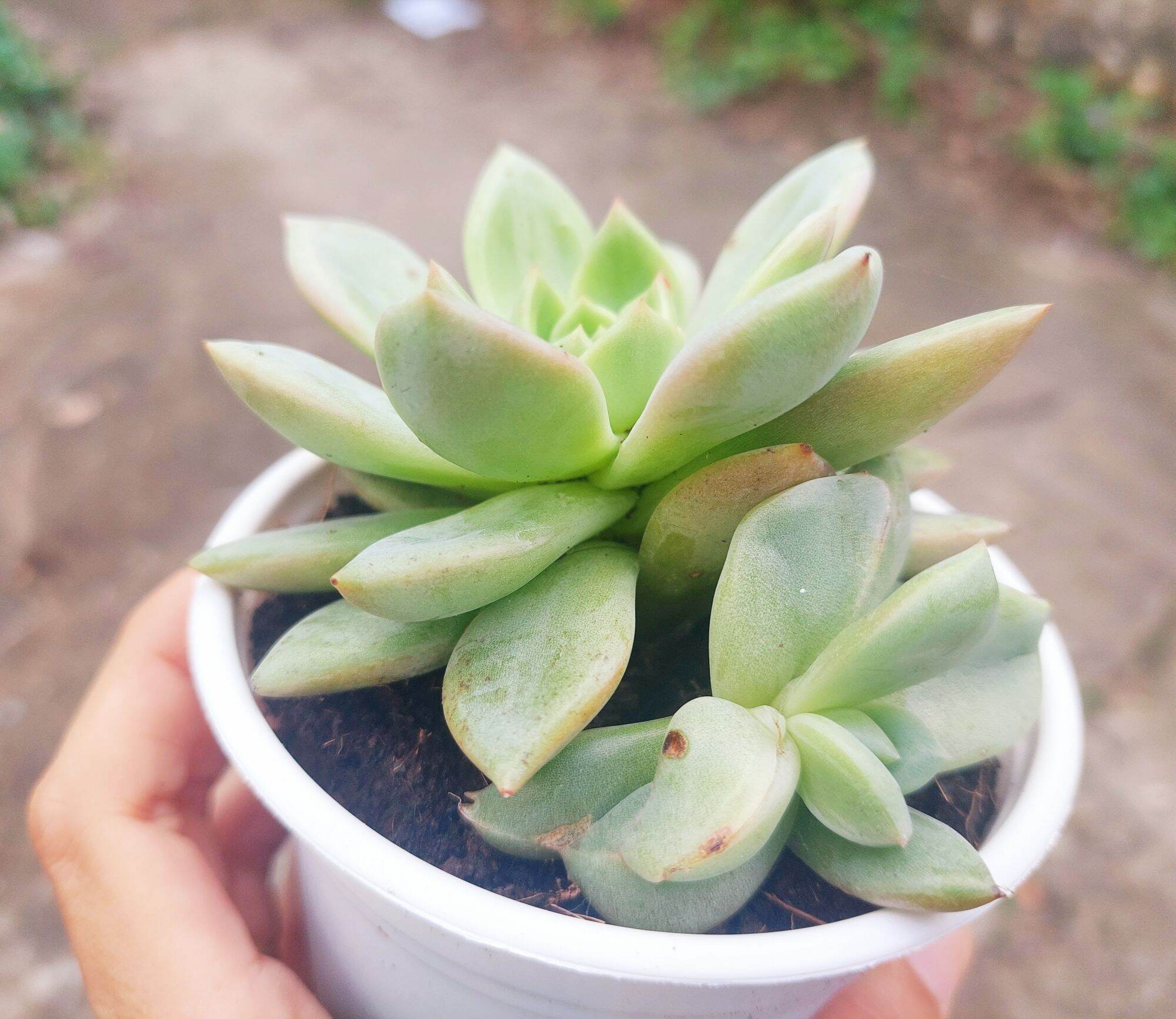 Sen đá PHA LÊ ĐỎ size trung