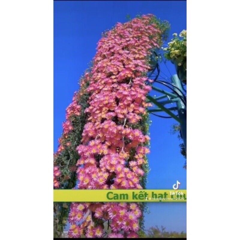 Hạt hoa Cúc Leo Giàn