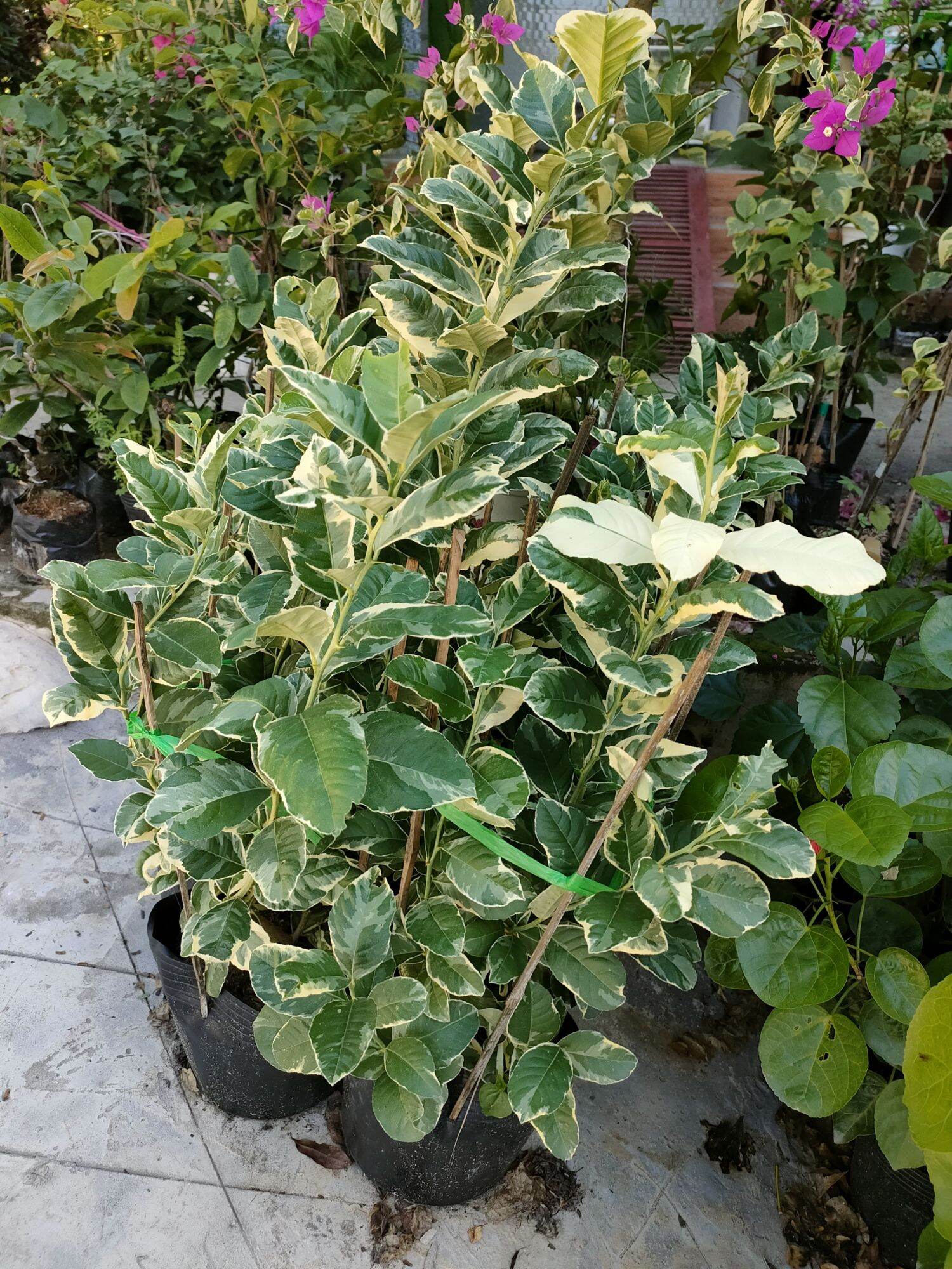 Cây chanh lá cẩm thạch