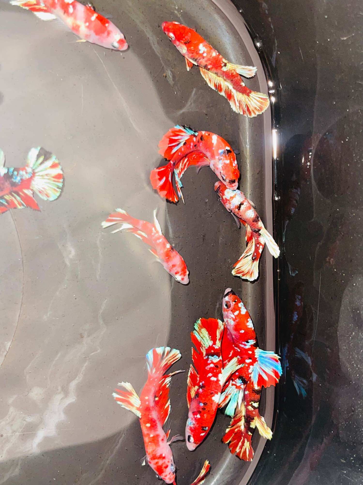 Thuỷ Sinh Betta Koi Red Gold - Hàng siêu phẩm