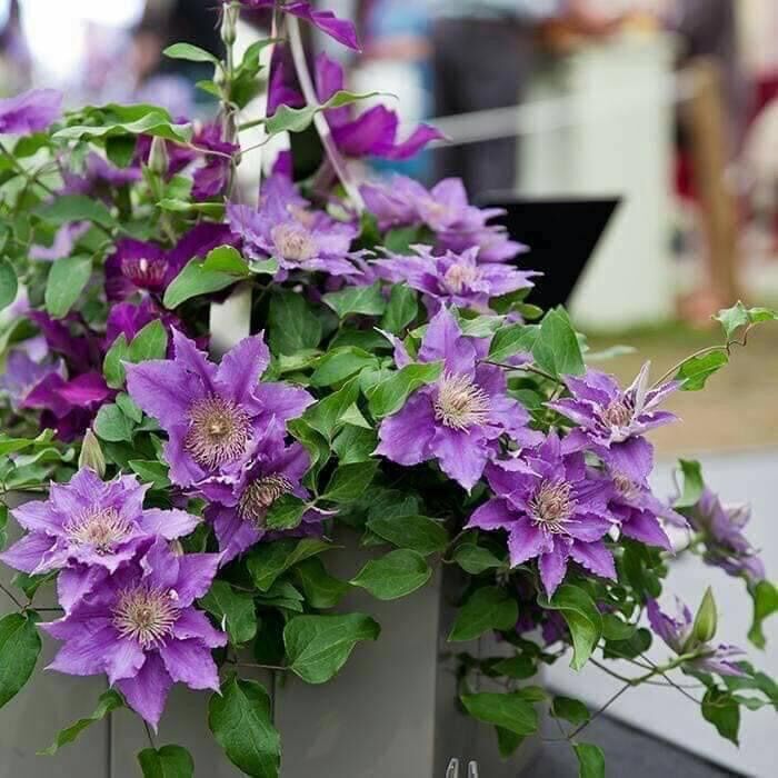 Củ hoa leo ông lão