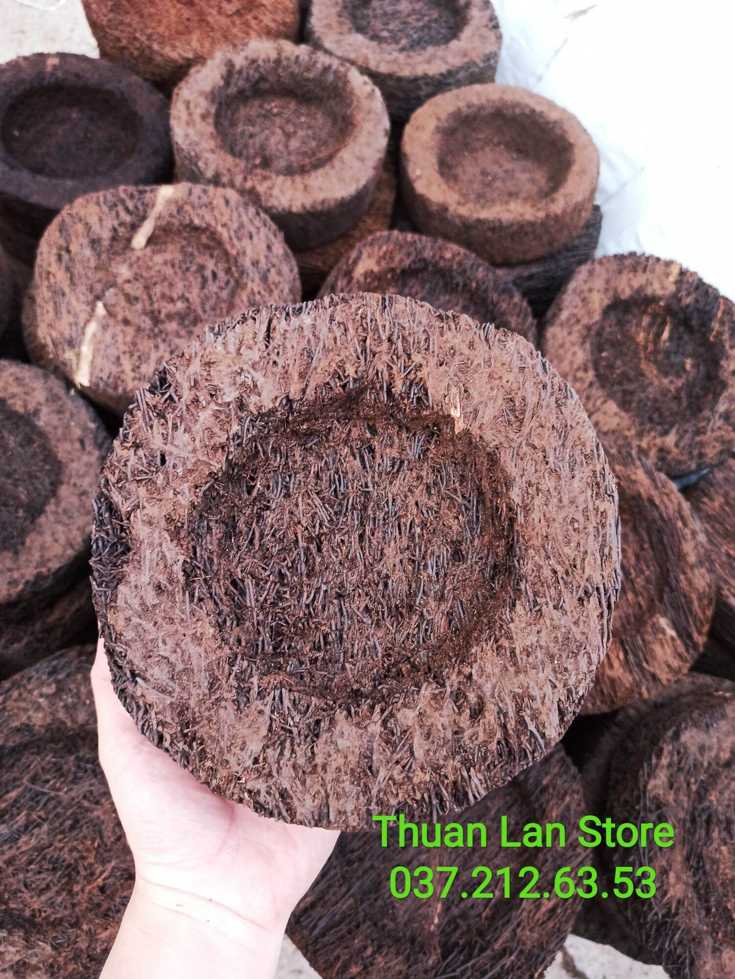 Dớn đĩa trồng lan đường kính 18-20cm