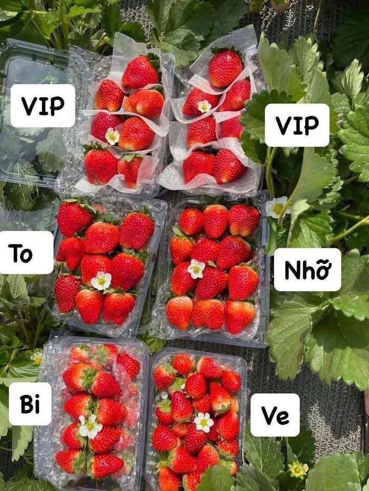 1kg Dâu Hana Mộc Châu, kèm muối ômai siêu siêu ngon (hàng bay)