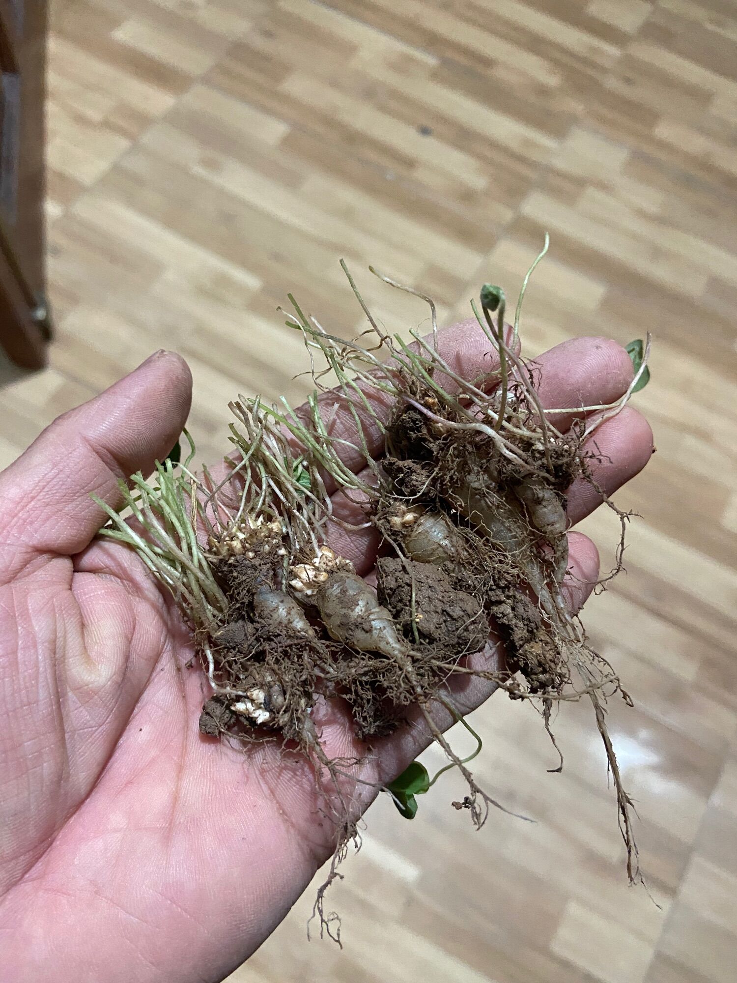 Me chua hoa đất 10 củ