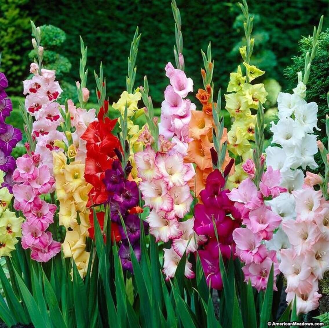 Củ hoa lay ơn chuẩn Tết