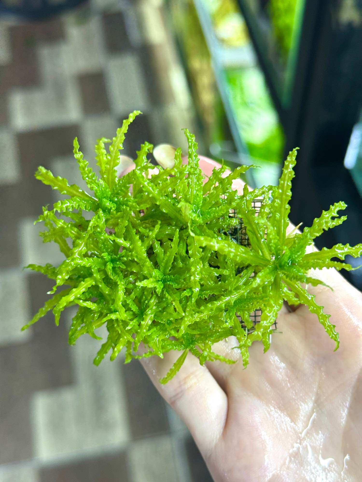 Cây thuỷ sinh Sao Nhỏ gắn vỉ không cần CO2, cần trồng phân nền