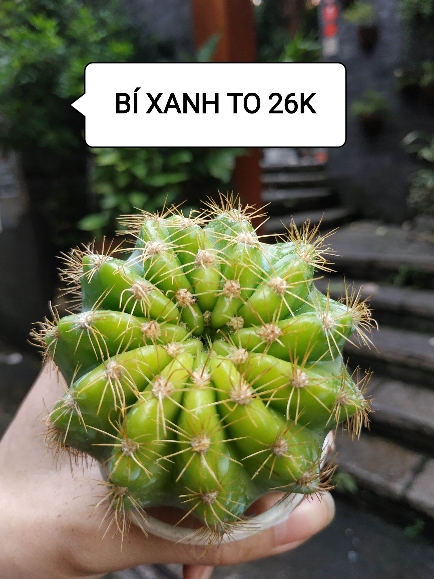 Xương rồng BÍ XANH